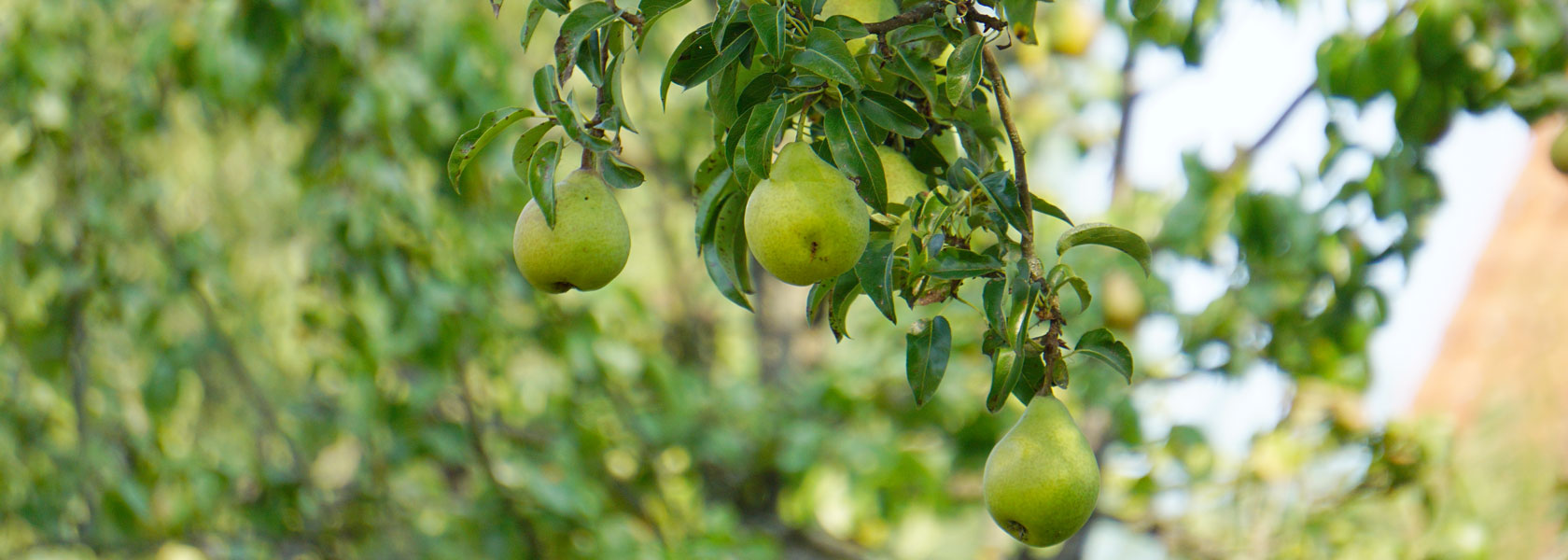 Ein Ast eines Birnenbaumes in Nahaufnahme, dieser trägt Früchte.