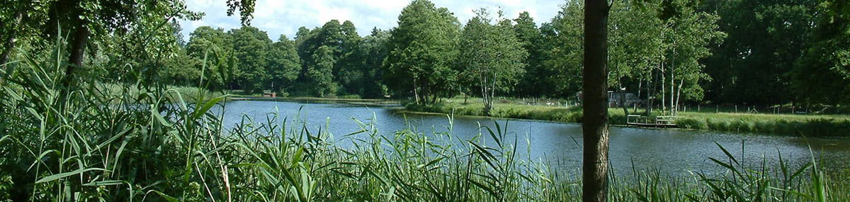 Kanal mit Schilfgras am Ufer und Bäumen im Hintergrund.