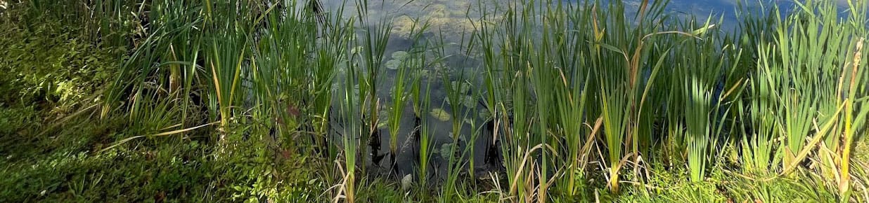  Auszug vom Uferbereich eines kleinen Teiches in der Gemeinde Rietz Neuendorf. Teichpflanzen erstrecken sich über das Ufer 