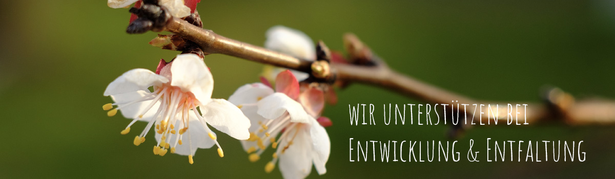 Ein Zweig mit zwei weißen Blüten und dem Schriftzug Wir Unterstützen bei Entwicklung und Entfaltung.