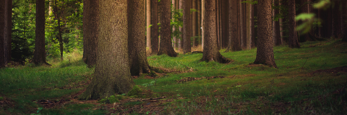 Viele Bäume stehen auf dem Waldboden.
