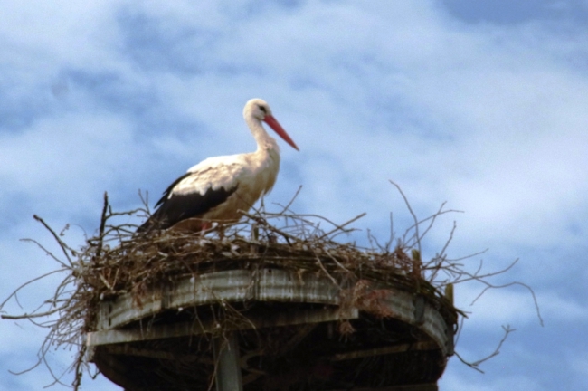 Storch