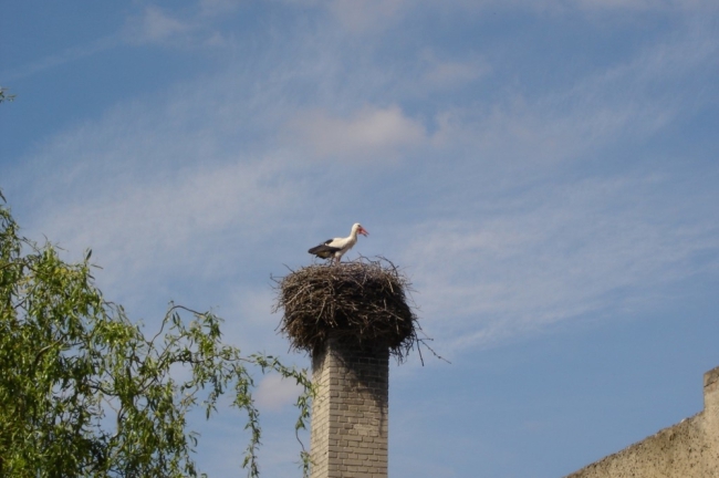 Storchenstadt
