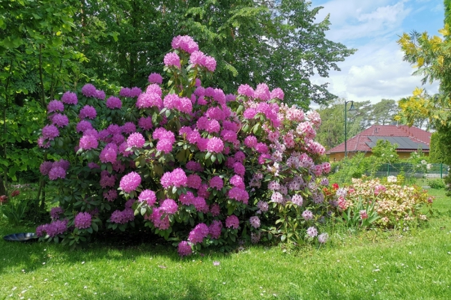 Garten im Sommer