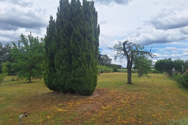Blick in den Garten