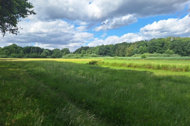 Blick auf die Spreewiesen